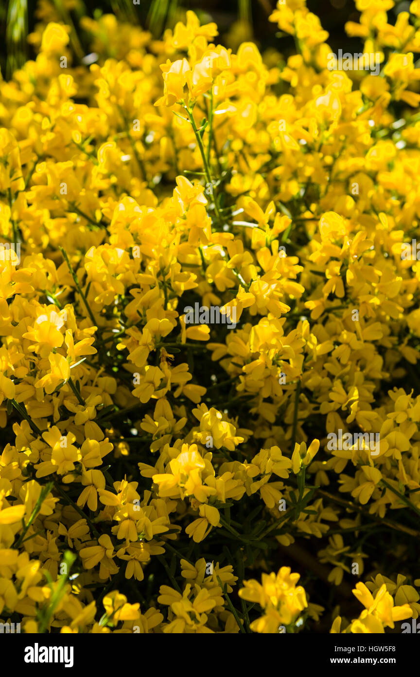 A cluster of yellow petals on a Yellow Broom shrub in a cottage garden