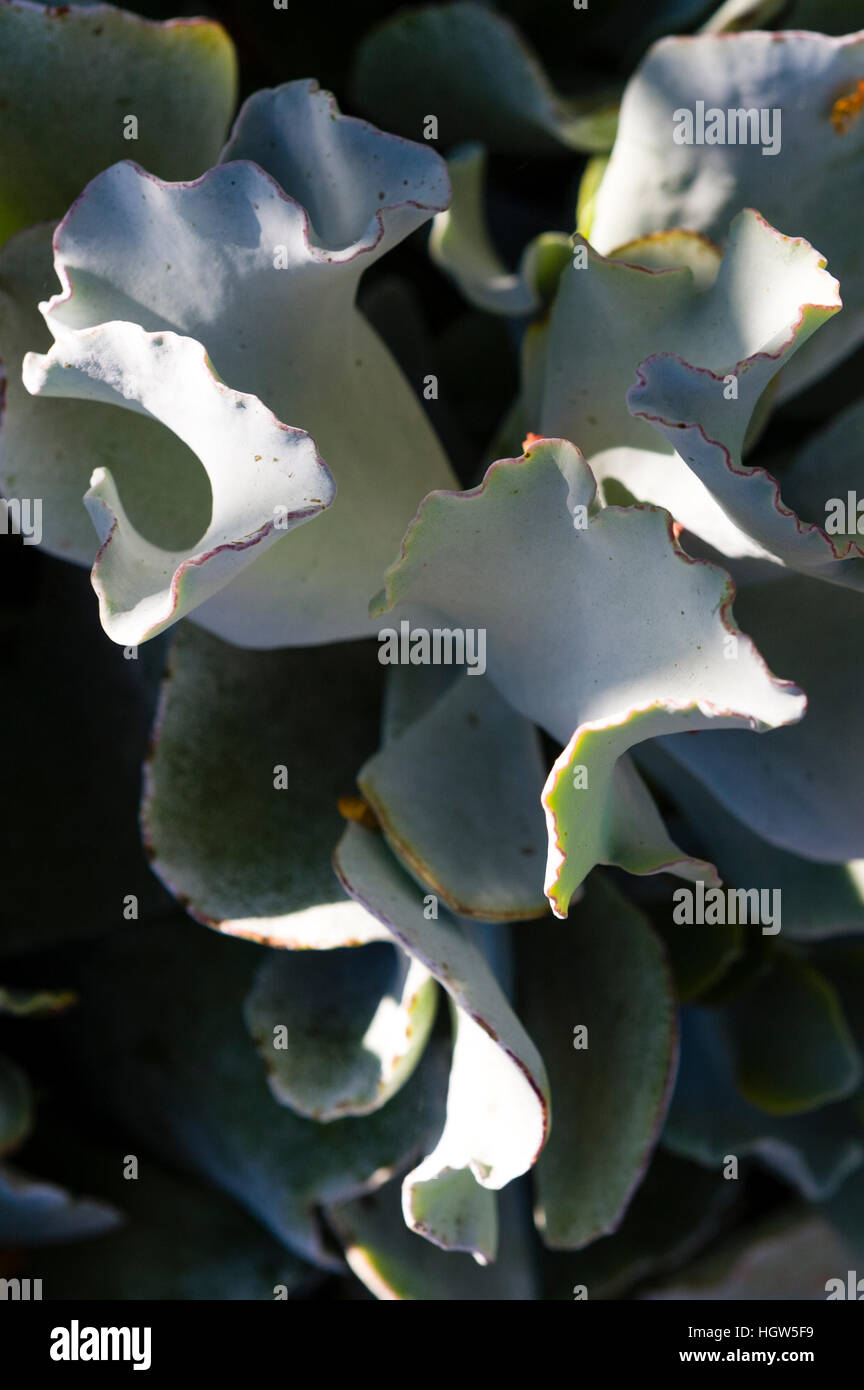 The grey curling, waxy leaves of a Cotyledon a succulent plant in a cottage garden. Stock Photo