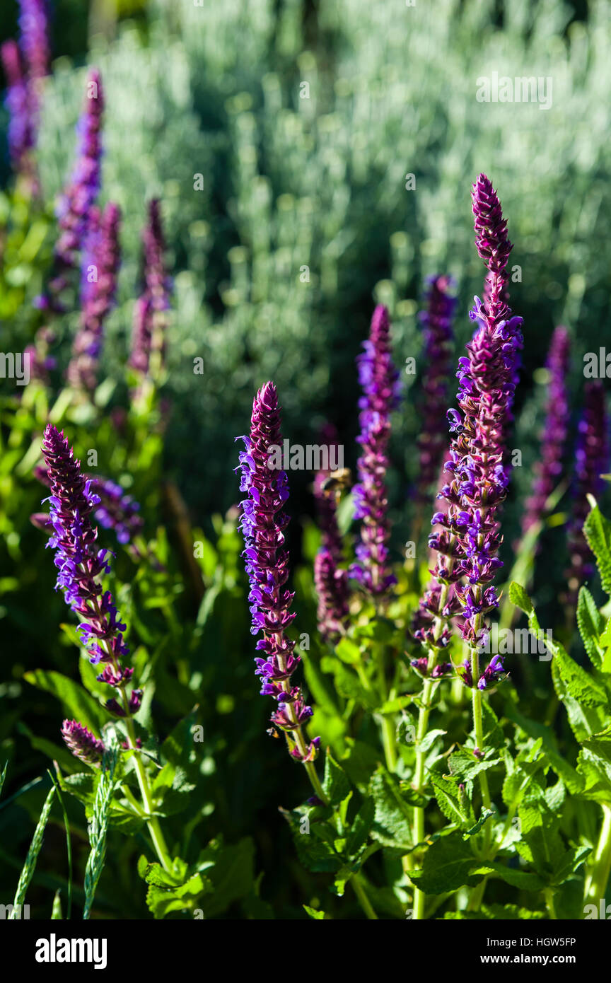 The rich purple flowers of a Salvia plant in a cottage garden. Stock Photo