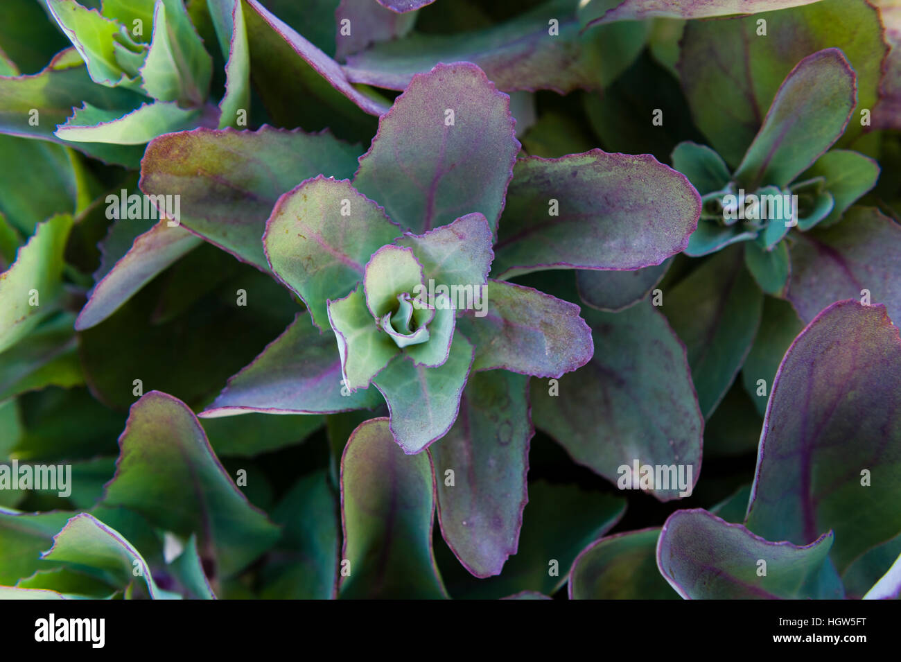 Spreading green and purple leaves radiate from a Sedum plant in a cottage garden. Stock Photo