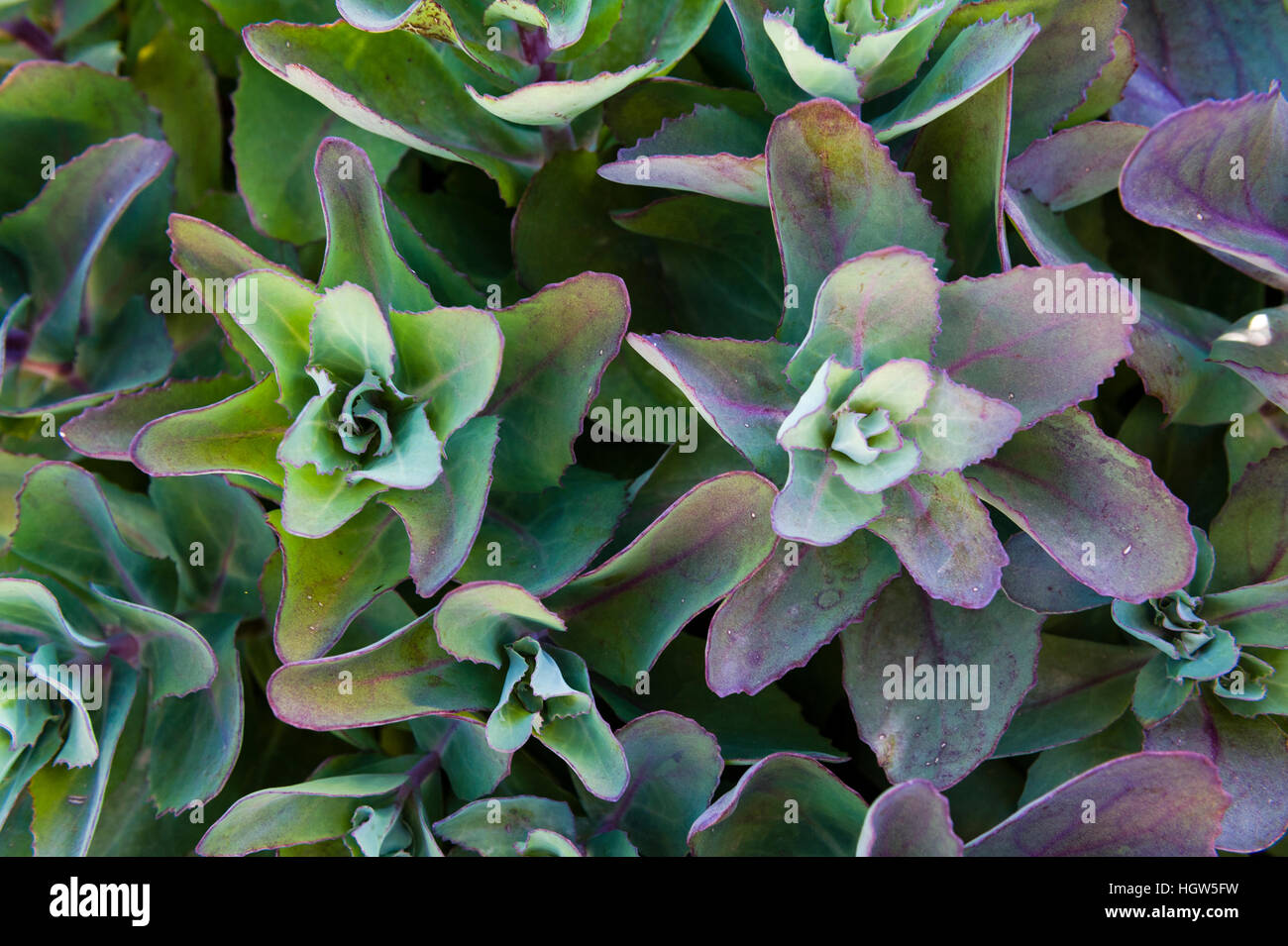 Spreading green and purple leaves radiate from a Sedum plant in a cottage garden. Stock Photo