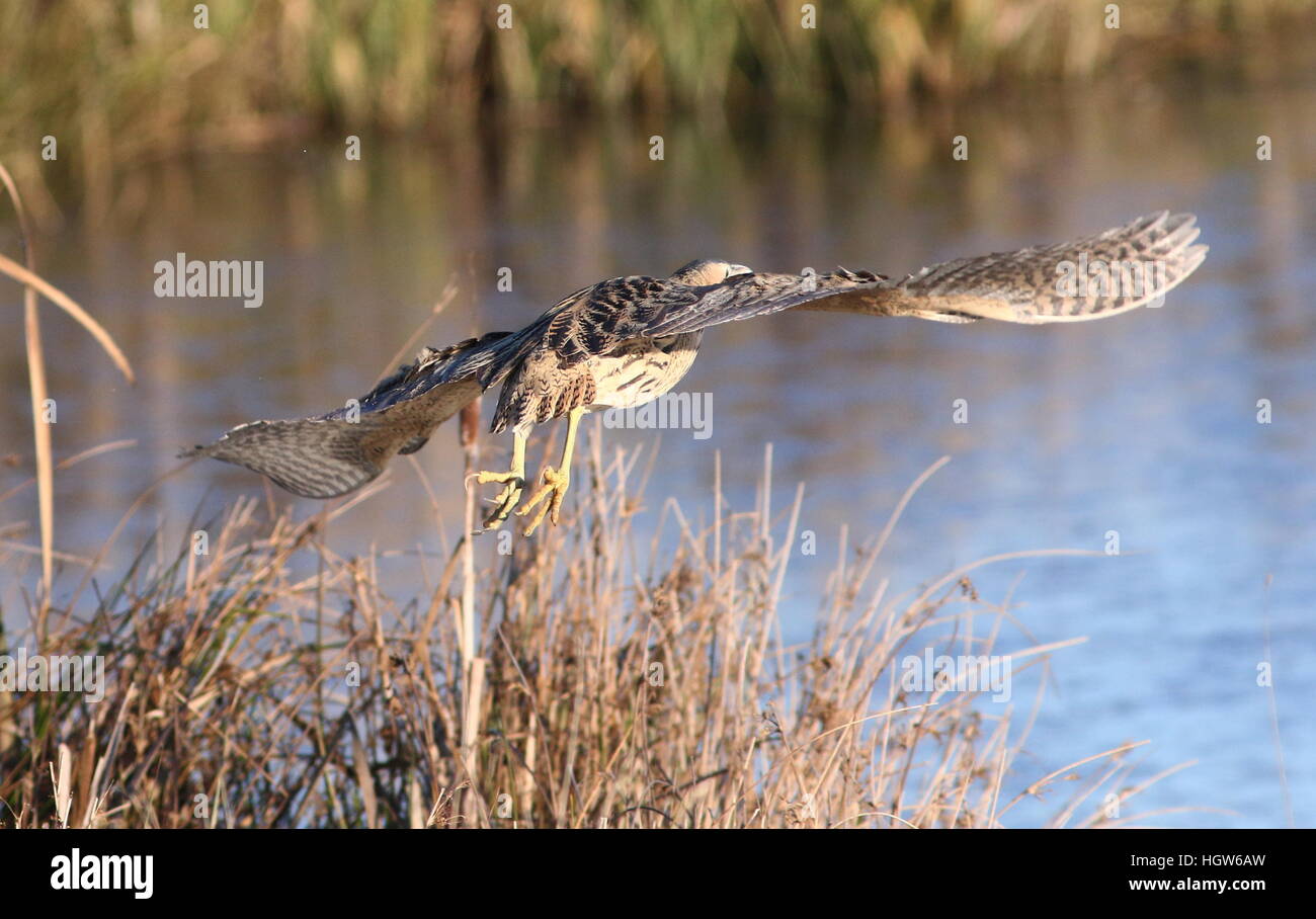 Eurasian Bittern (Botaurus stellaris) on take off, facing away Stock Photo