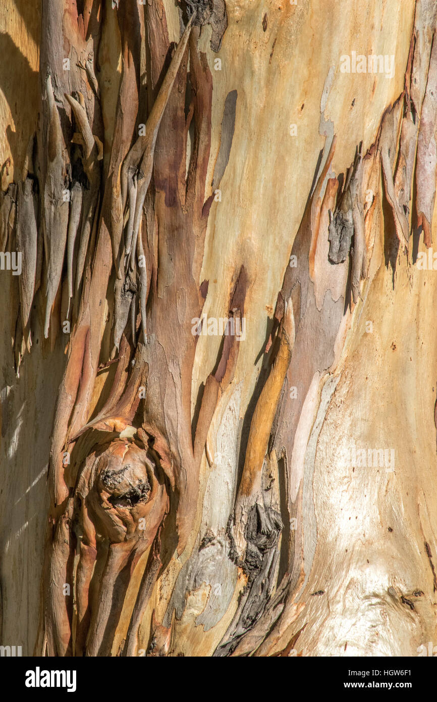 a close up photo of tree bark A Stock Photo - Alamy