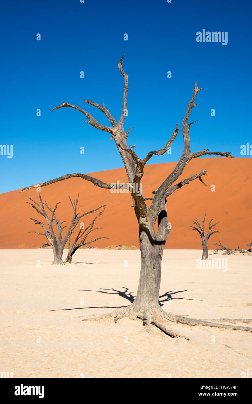 Dead camel thorn trees, Dead vlei, Namib-Naukluft Park, Namib Desert, Namibia, (Acacia erioloba) Stock Photo