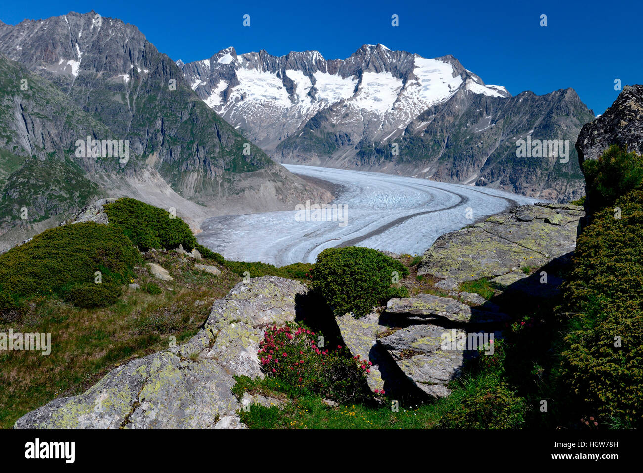 Grosser Aletschgletscher, Alpenrose, Kanton Wallis, Schweiz, Rhododendron hirsutum Stock Photo