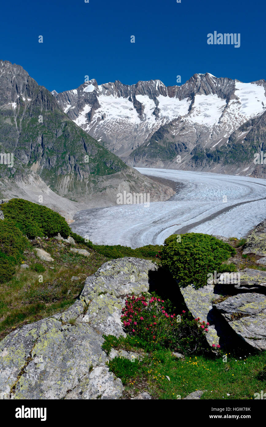 Grosser Aletschgletscher, Alpenrose, Kanton Wallis, Schweiz, Rhododendron hirsutum Stock Photo