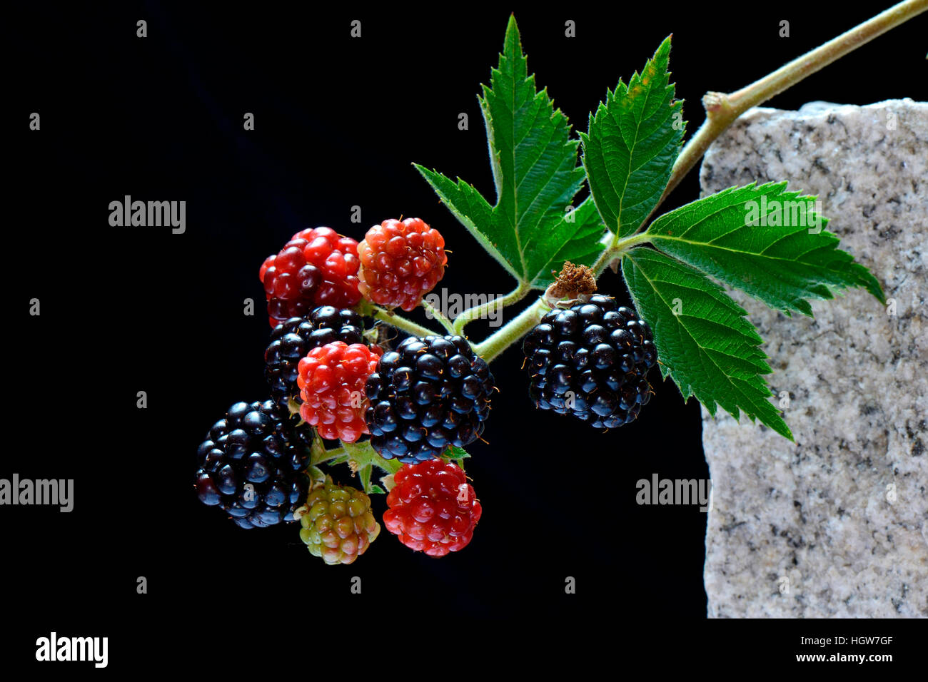 reife und unreife Brombeeren am Zweig, Rubus fruticosus Stock Photo