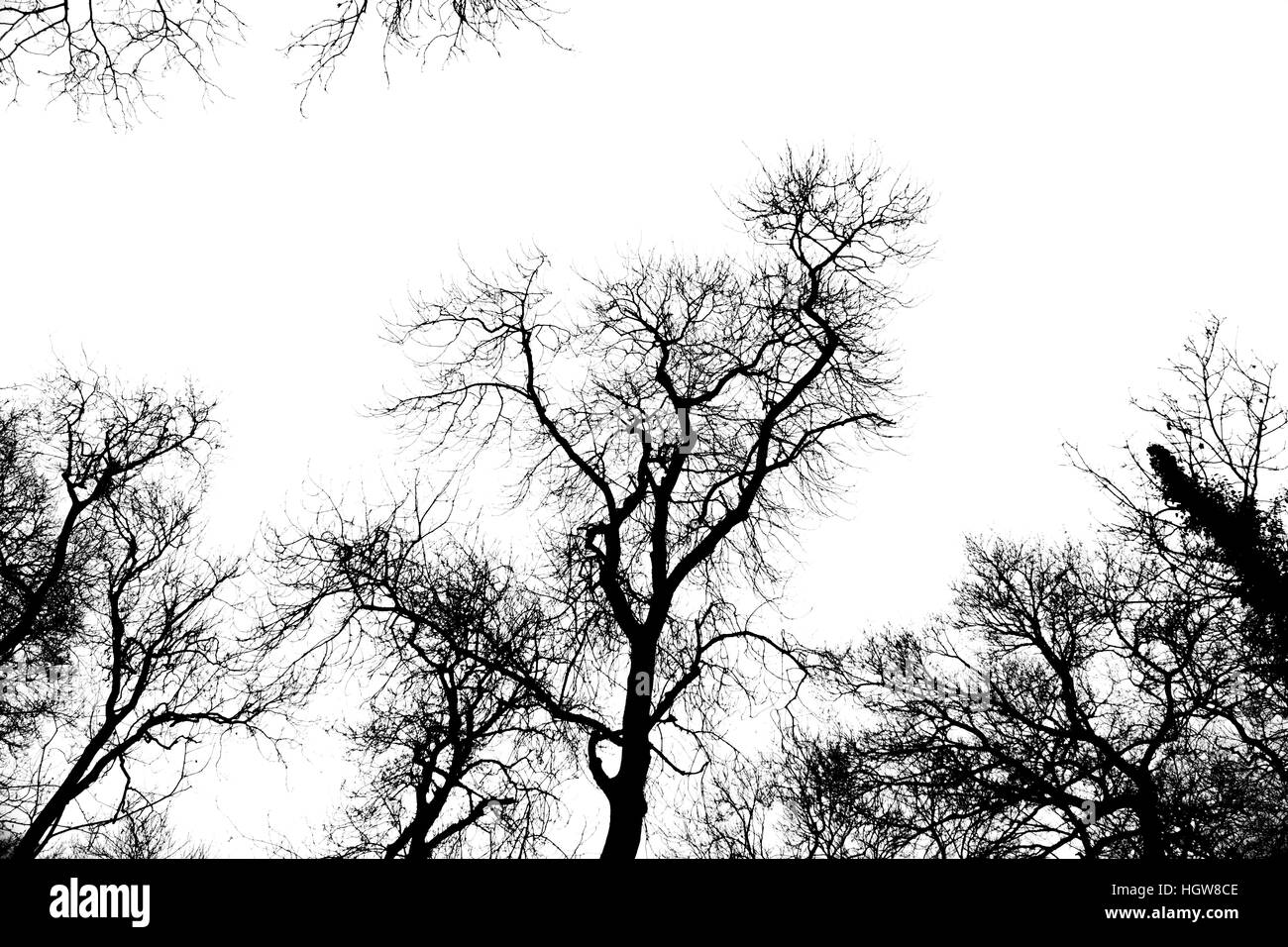 Branches silhouette hi-res stock photography and images - Alamy