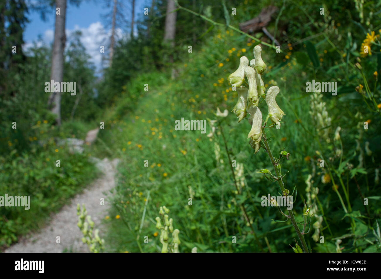 northern wolfsbane, Upper Bavaria, Berchtesgaden, Watzmann Mountains, Germany, (Aconitum lycoctonum) Stock Photo