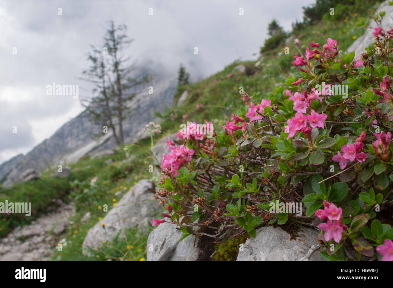 Smalll Watzmann and alpine rose, Upper Bavaria, Berchtesgaden, Watzmann Mountains, Germany, (Rhododendron hirsutum) Stock Photo
