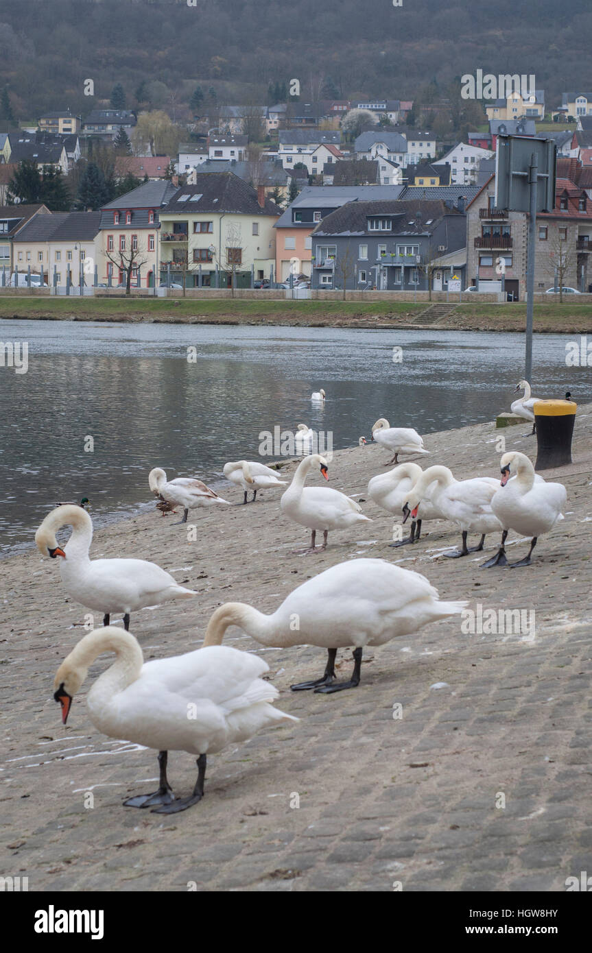 Mute Swans, Wasserbillig, Moselle, Luxembourg / (Cygnus Olor) Stock Photo