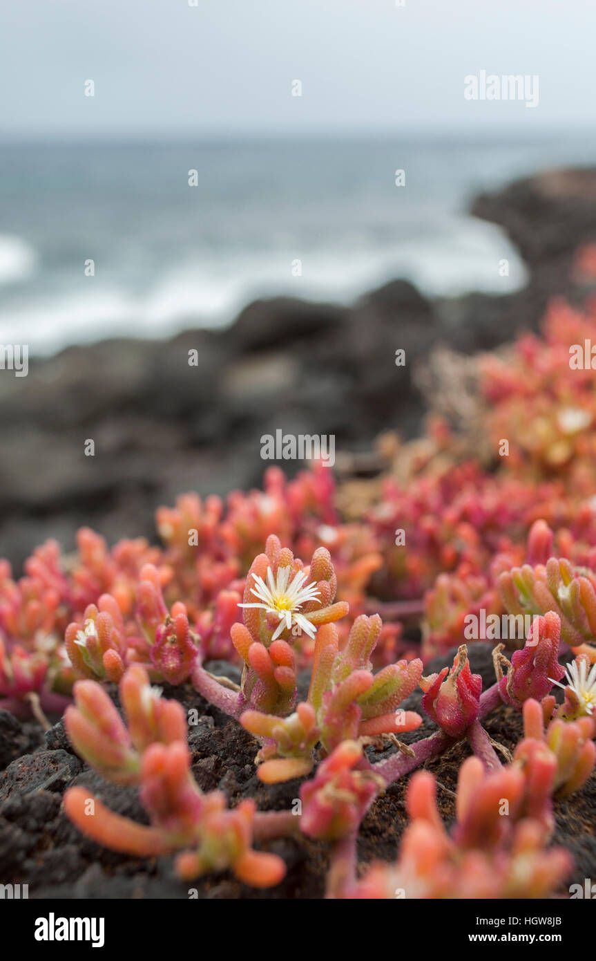 slenderleaf iceplant, Mediterranean Sea, Canary Islands, La Palma, Santa Cruz de la Palma, Spain, (Mesembryanthemum nodiflorum) Stock Photo