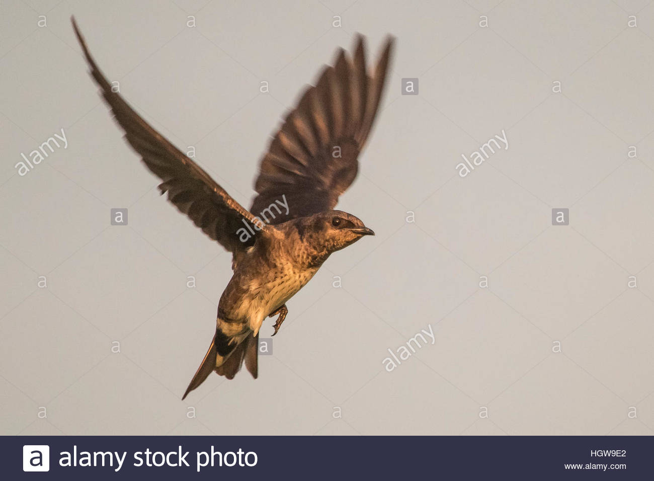 Northern Mockingbird Flight Stock Photos & Northern ...
