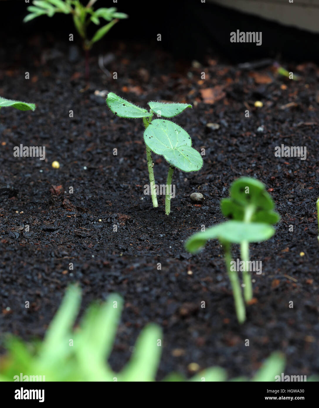picture Seedling Okra Sprouts https www alamy com stock photo close up of okra seedlings sprouting from the ground 130863796 html