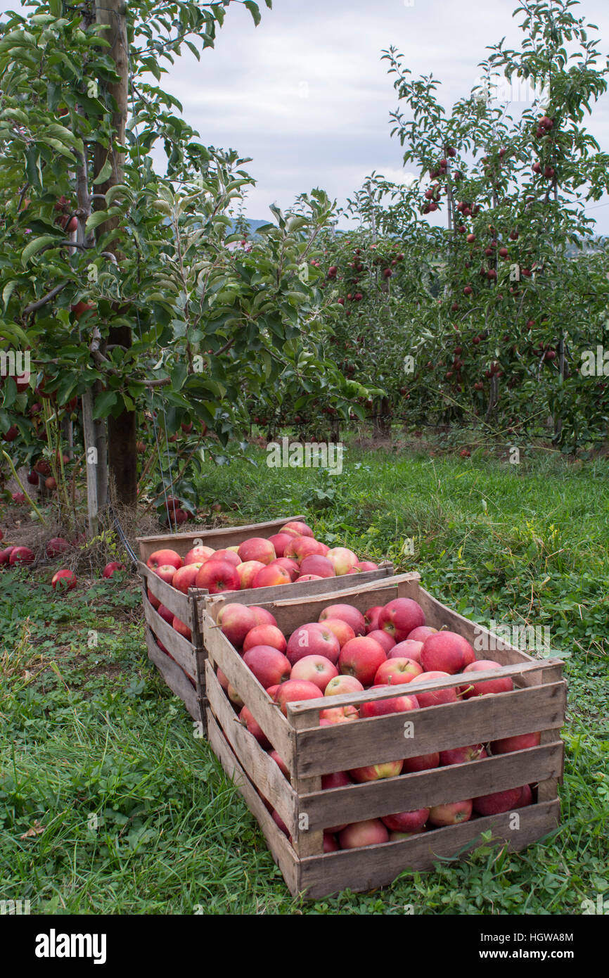 Fruit Harvesting in the Hohenlohe region, Baden-Wuerttemberg, Germany, Swabian-Franconian-Forest, Heilbronn-Franconia, Hohenlohe region, Vineyard, Oehringen, Michelbach Stock Photo