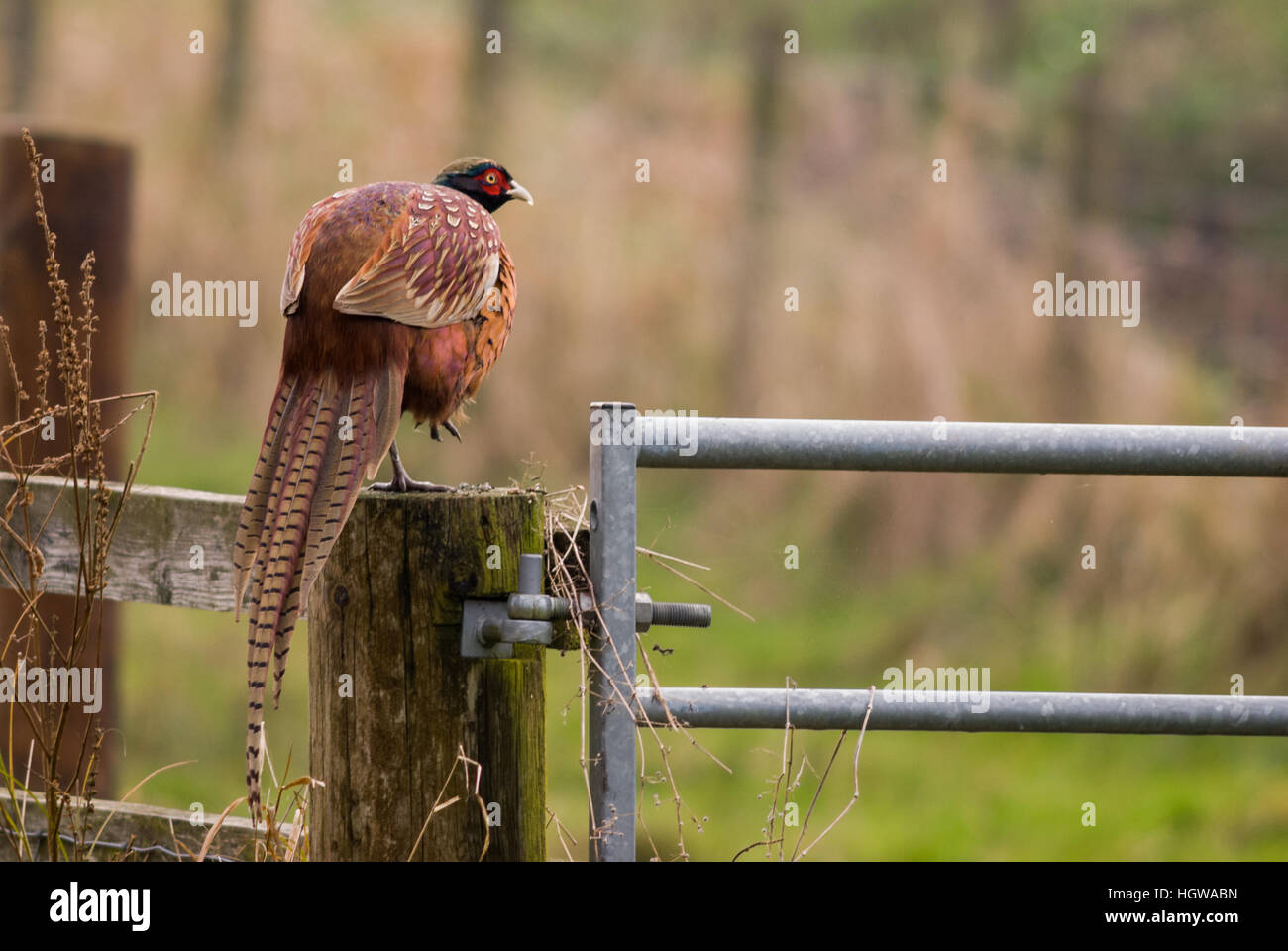 A male Ring-necked pheasant (Phasianus colchicus) stands on one leg as it rests on a wooden gatepost next to a metal gate Stock Photo