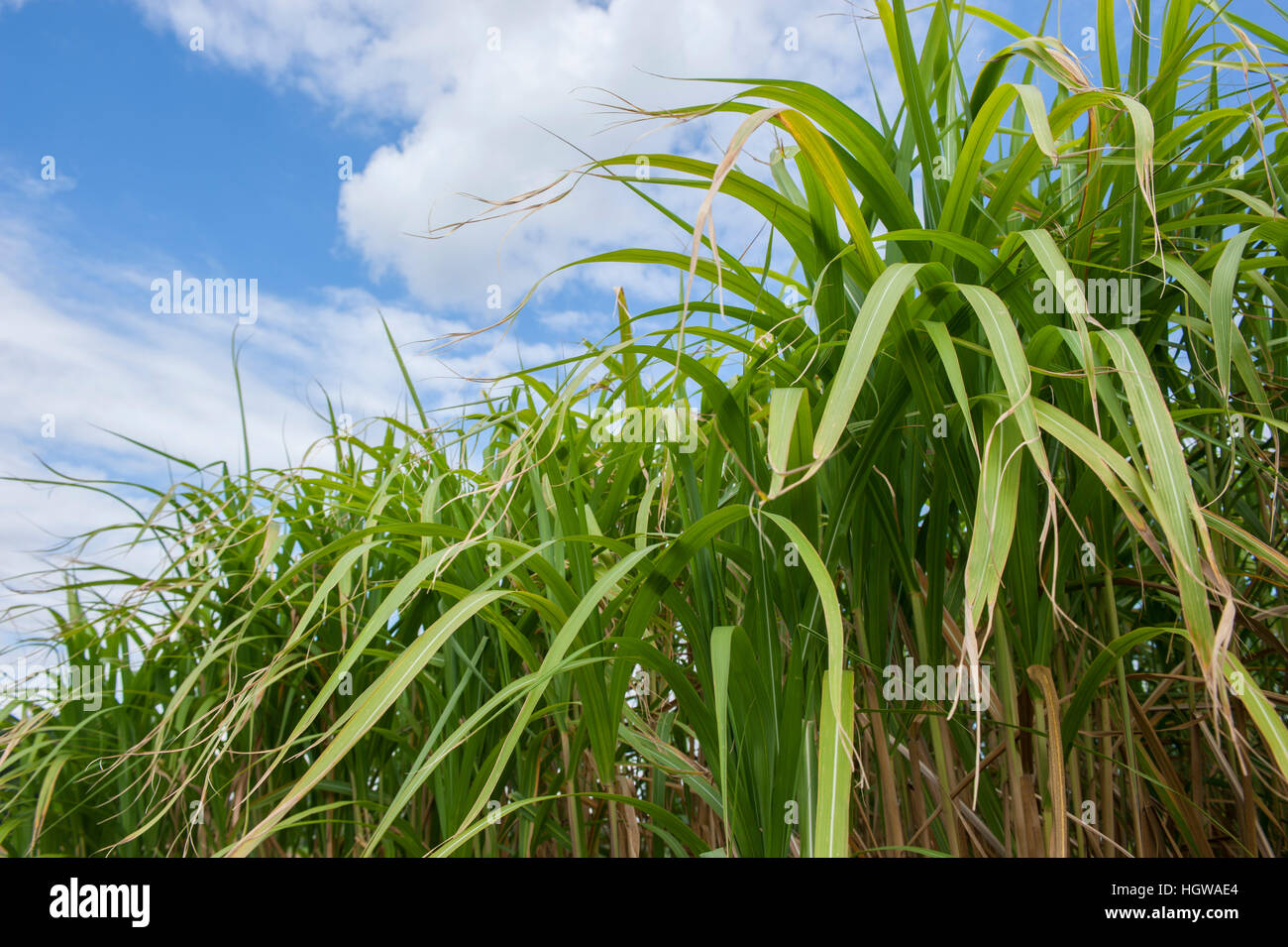 Chinese Silver Grass Is Used As Biomass Baden Wuerttemberg Germany Stock Photo Alamy