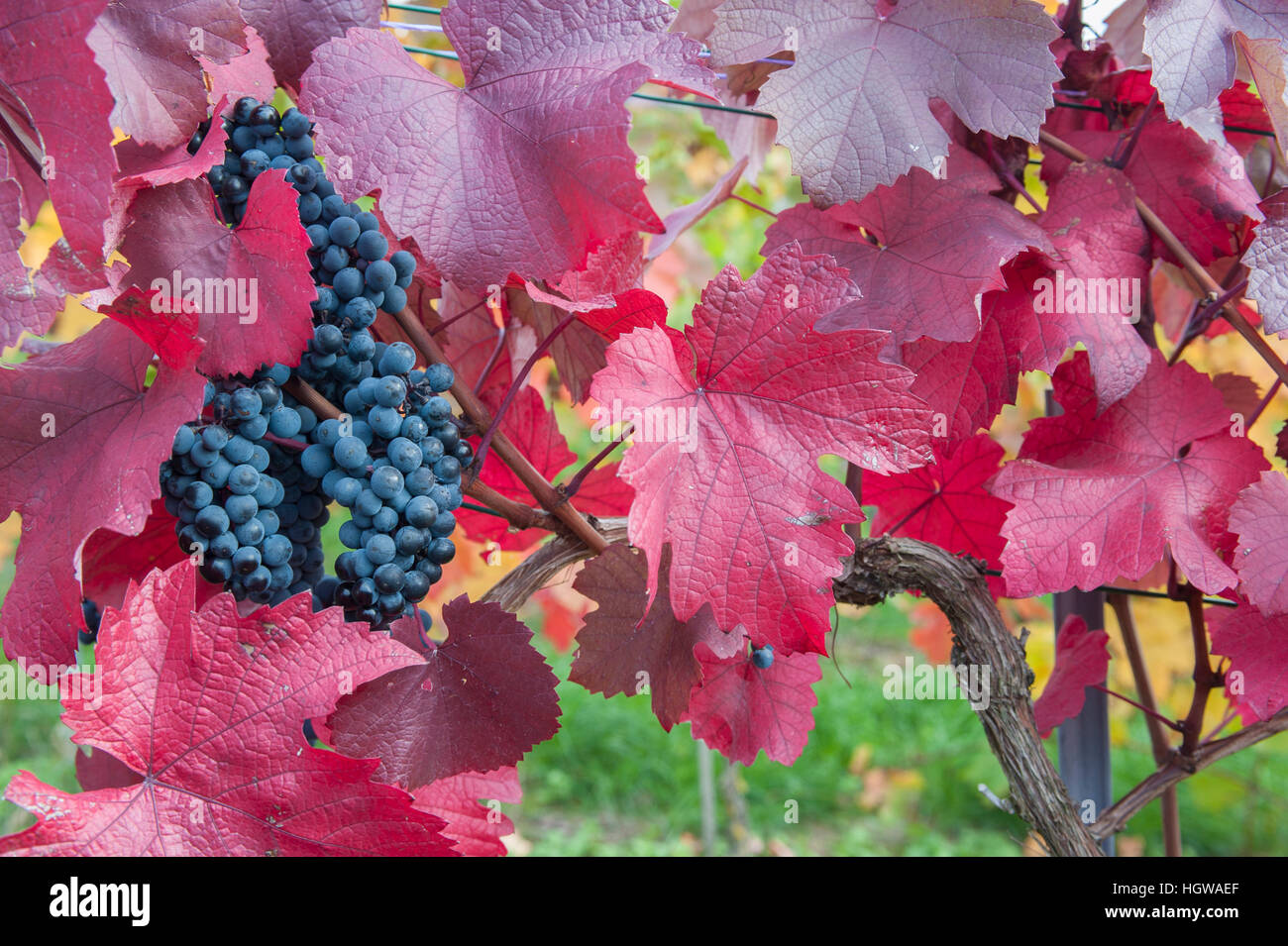 Grapes, Baden-Wuerttemberg, Germany, Heilbronn-Franconia, Hohenlohe region, Pfedelbach-Heuholz, Oehringen, Hohenlohe region, (Vitis) Stock Photo