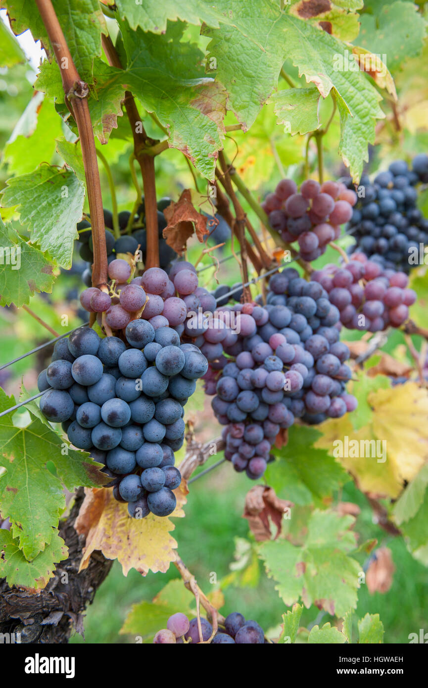 Grapes, Baden-Wuerttemberg, Germany, Heilbronn-Franconia, Hohenlohe region, Pfedelbach-Heuholz, Oehringen, Hohenlohe region, (Vitis) Stock Photo
