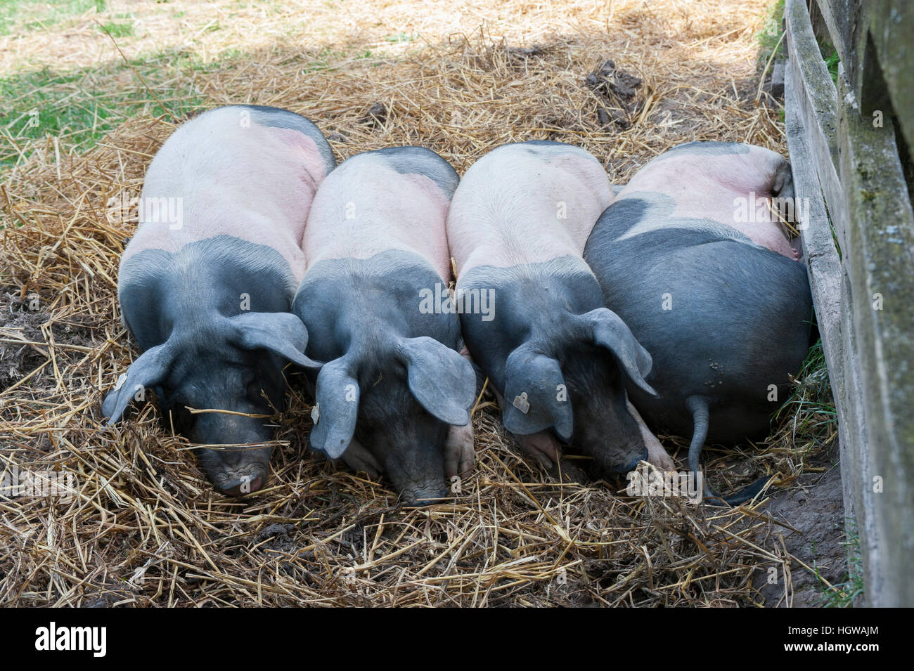 Swabian Hall pigs, Baden-Wuerttemberg, Schwaebisch Hall, Heilbronn-Franconia, Hohenlohe region, Germany Stock Photo