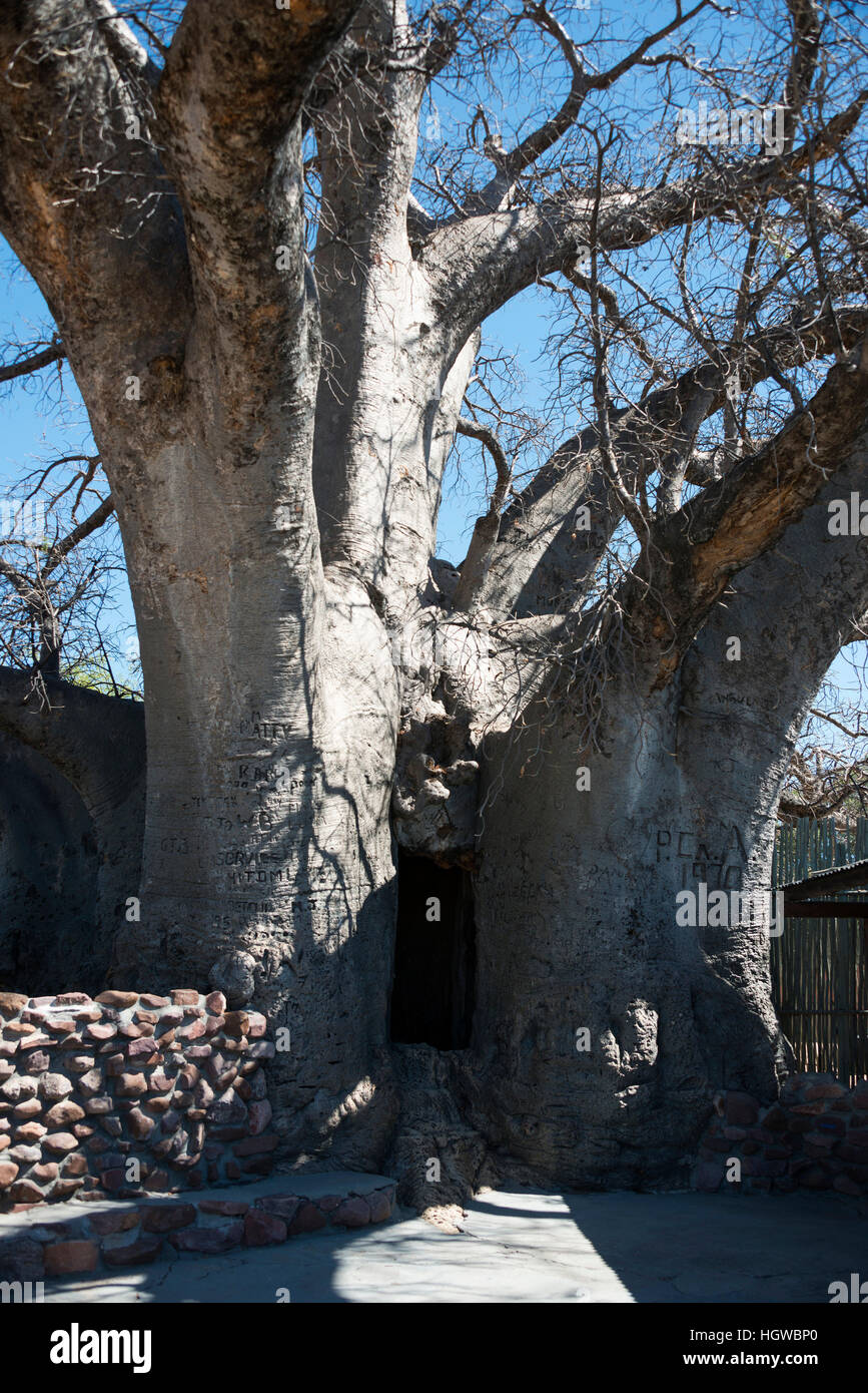 Ombalantu Baobab Tree, Outapi, Namibia, (Adansonia digitata) Stock Photo