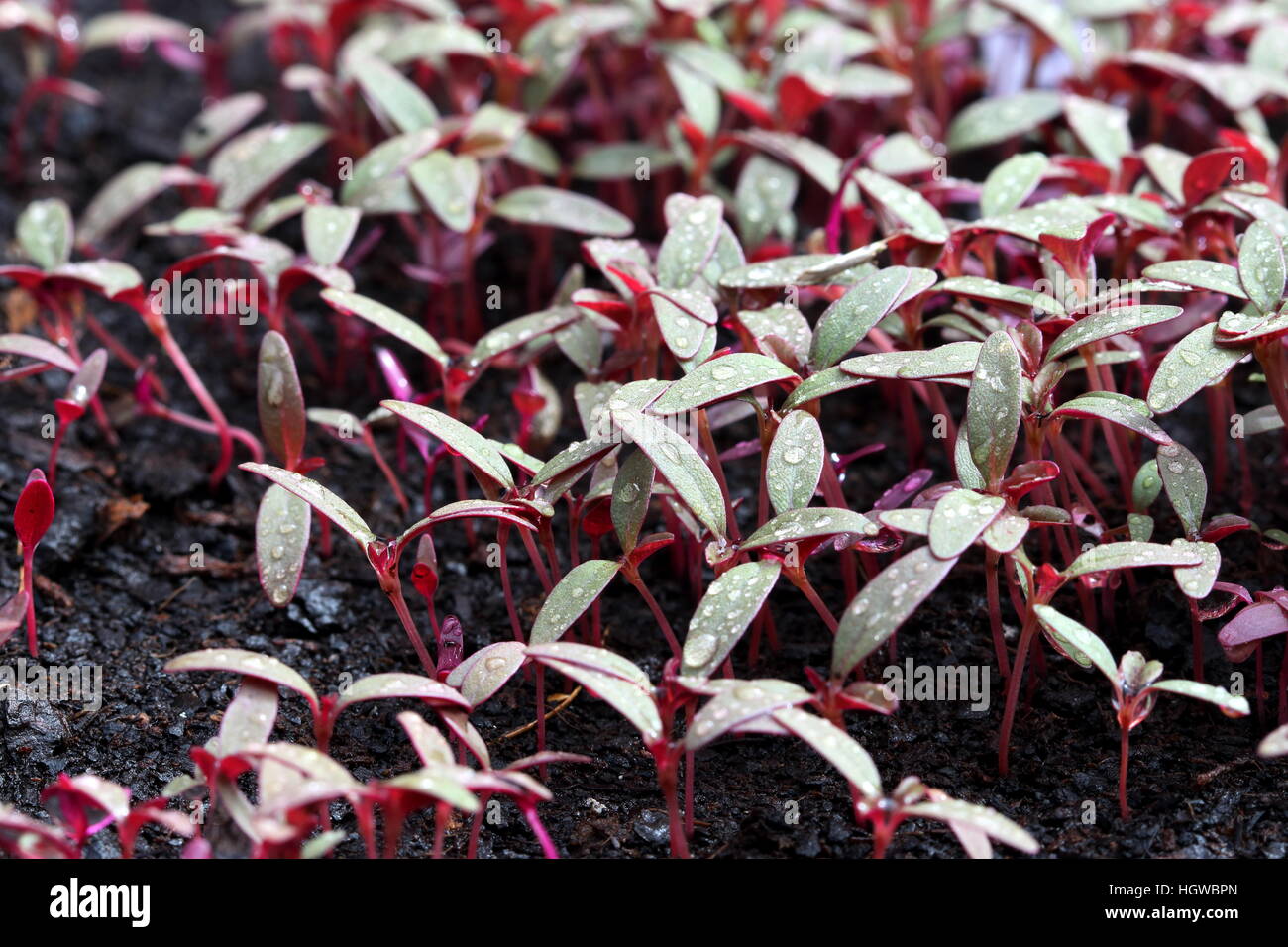 Amaranthus tricolor or known as Red Amaranth seedlings sprouting on a vegetable patch Stock Photo