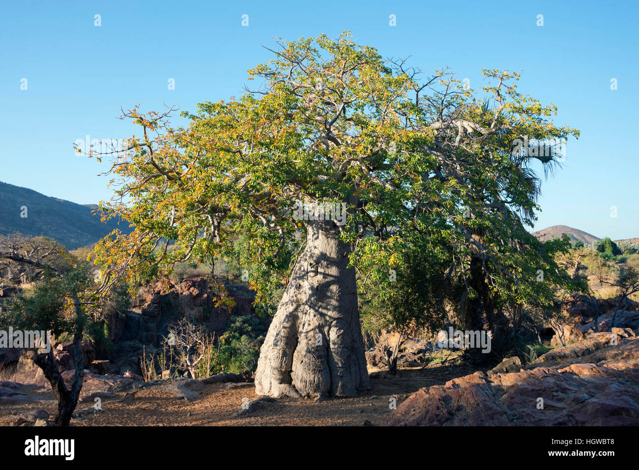 Baobab, Epupa falls, Namibia, (Adansonia digitata) Stock Photo
