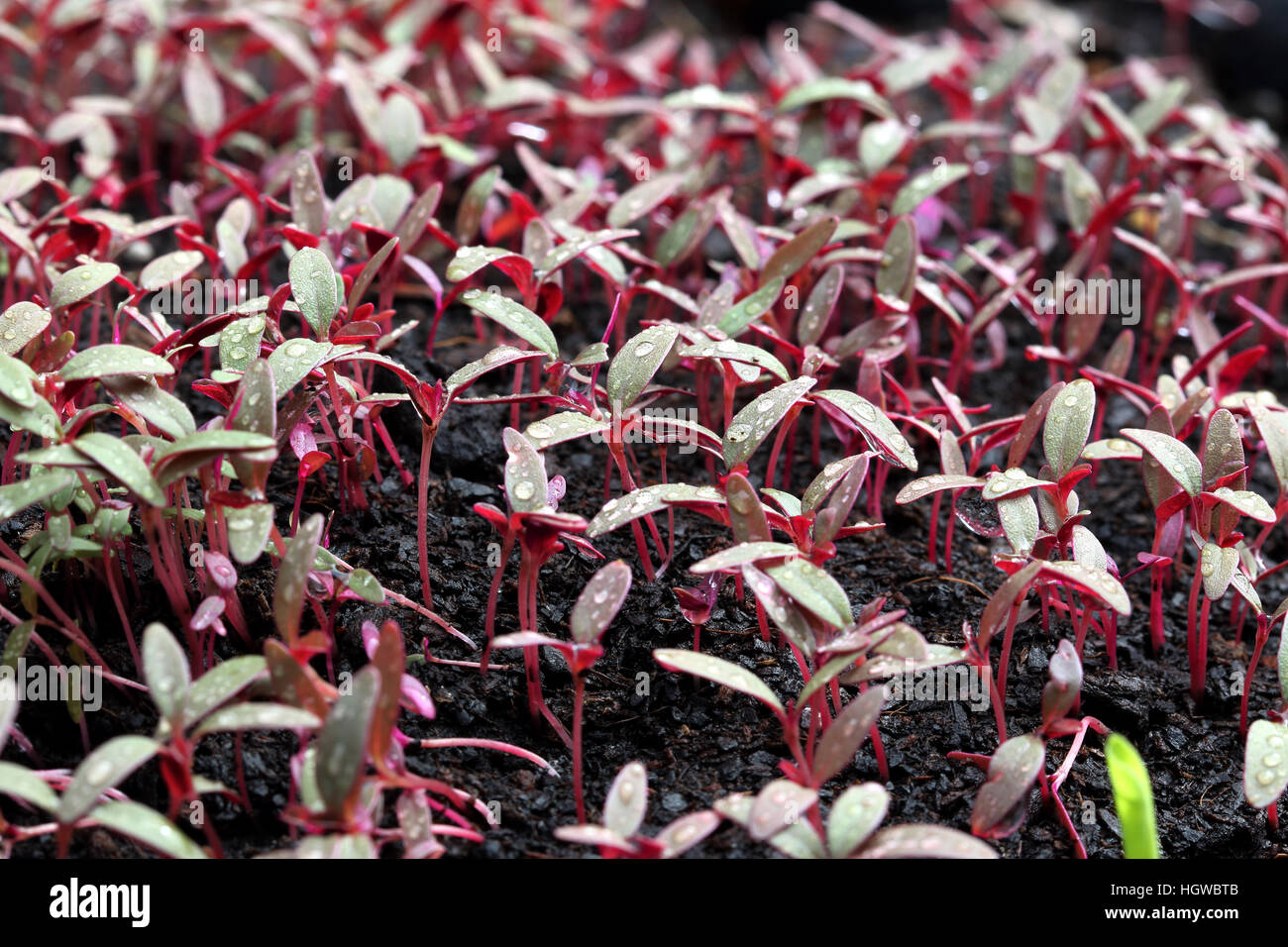 Amaranthus tricolor or known as Red Amaranth seedlings sprouting Stock Photo
