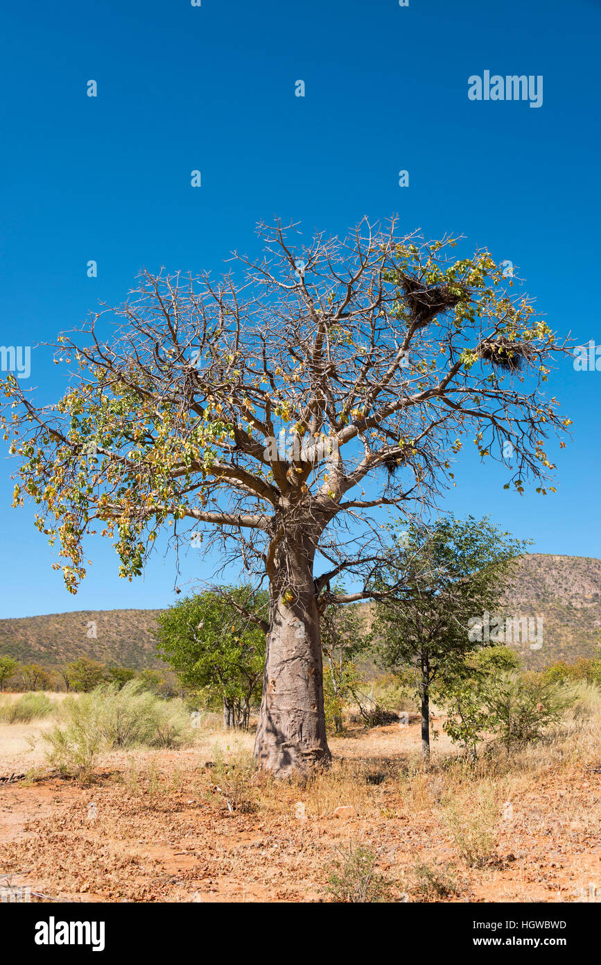 Baobab, Kaokoveld, Namibia, (Adansonia digitata) Stock Photo