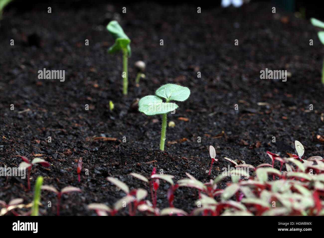 Close up of Okra seedlings sprouting from the ground Stock Photo Alamy