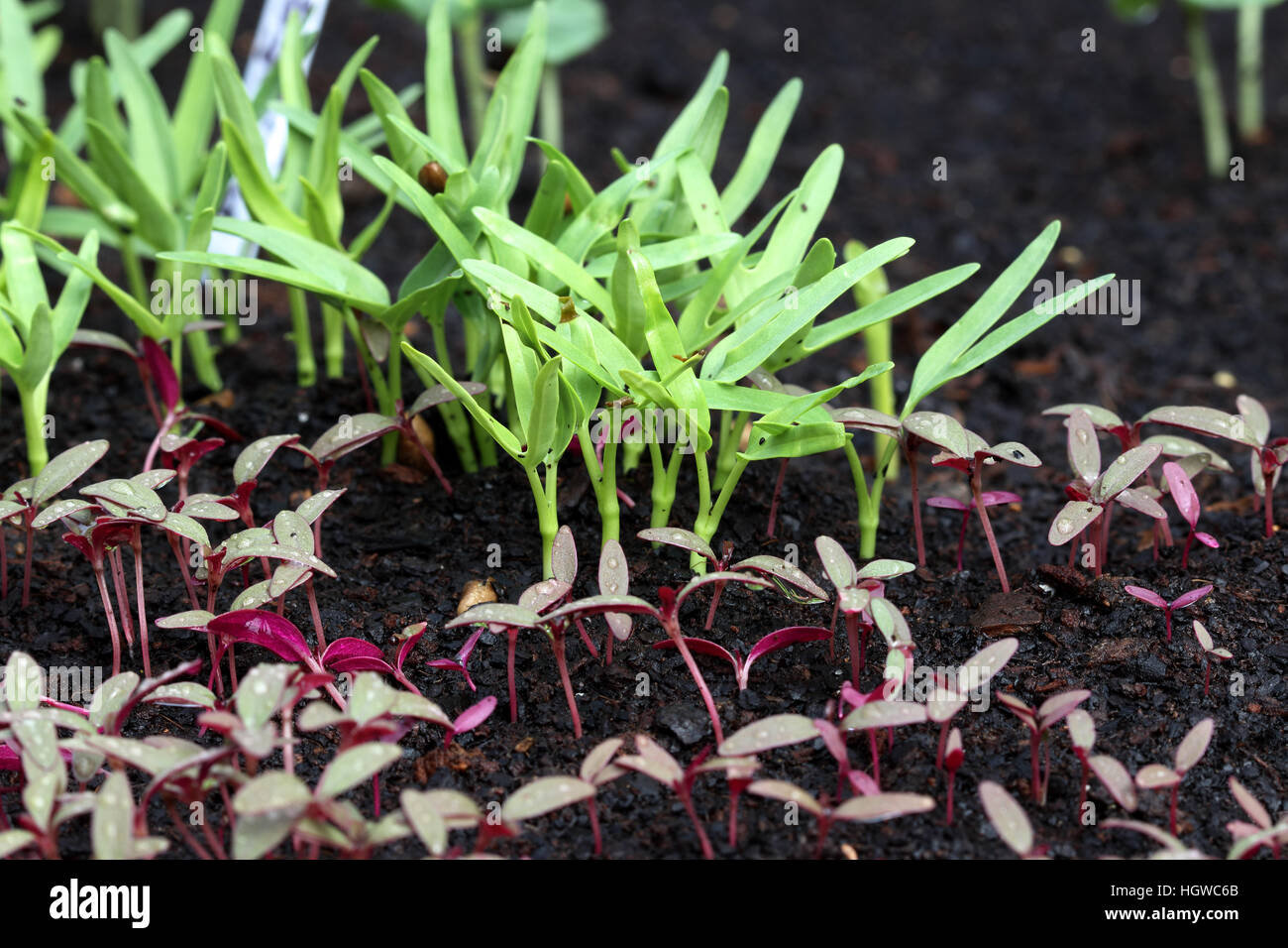Ipomoea aquatica or also known as Kang Kong  and Amaranthus tricolor or known as Red Amaranth seedlings sprouting Stock Photo