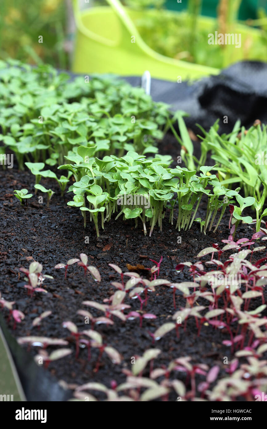 Choy Sum Red Amaranth seedlings sprouting on garden bed Stock Photo