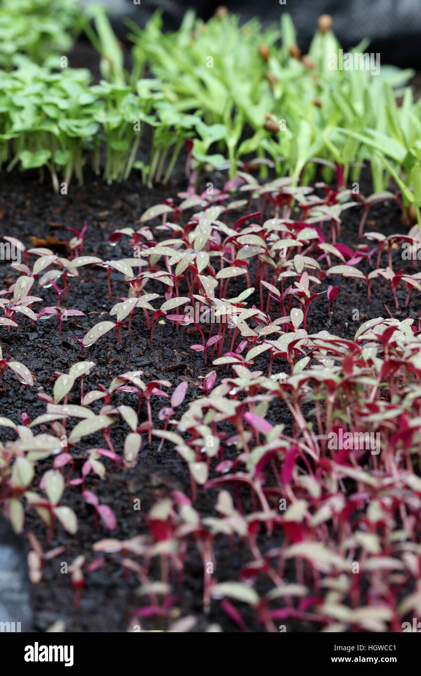 Amaranthus tricolor or known as Red Amaranth seedlings sprouting on a vegetable patch Stock Photo