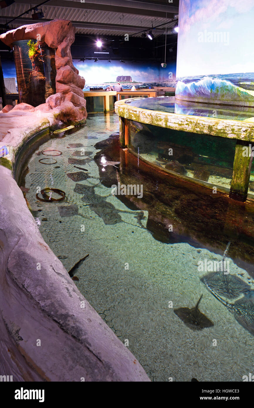 Sylt aquarium hi-res stock photography and images - Alamy