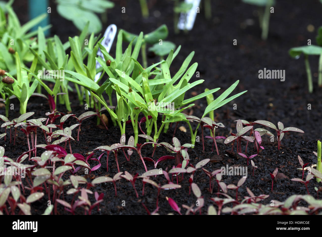 Ipomoea aquatica or also known as Kang Kong  and Amaranthus tricolor or known as Red Amaranth seedlings sprouting Stock Photo