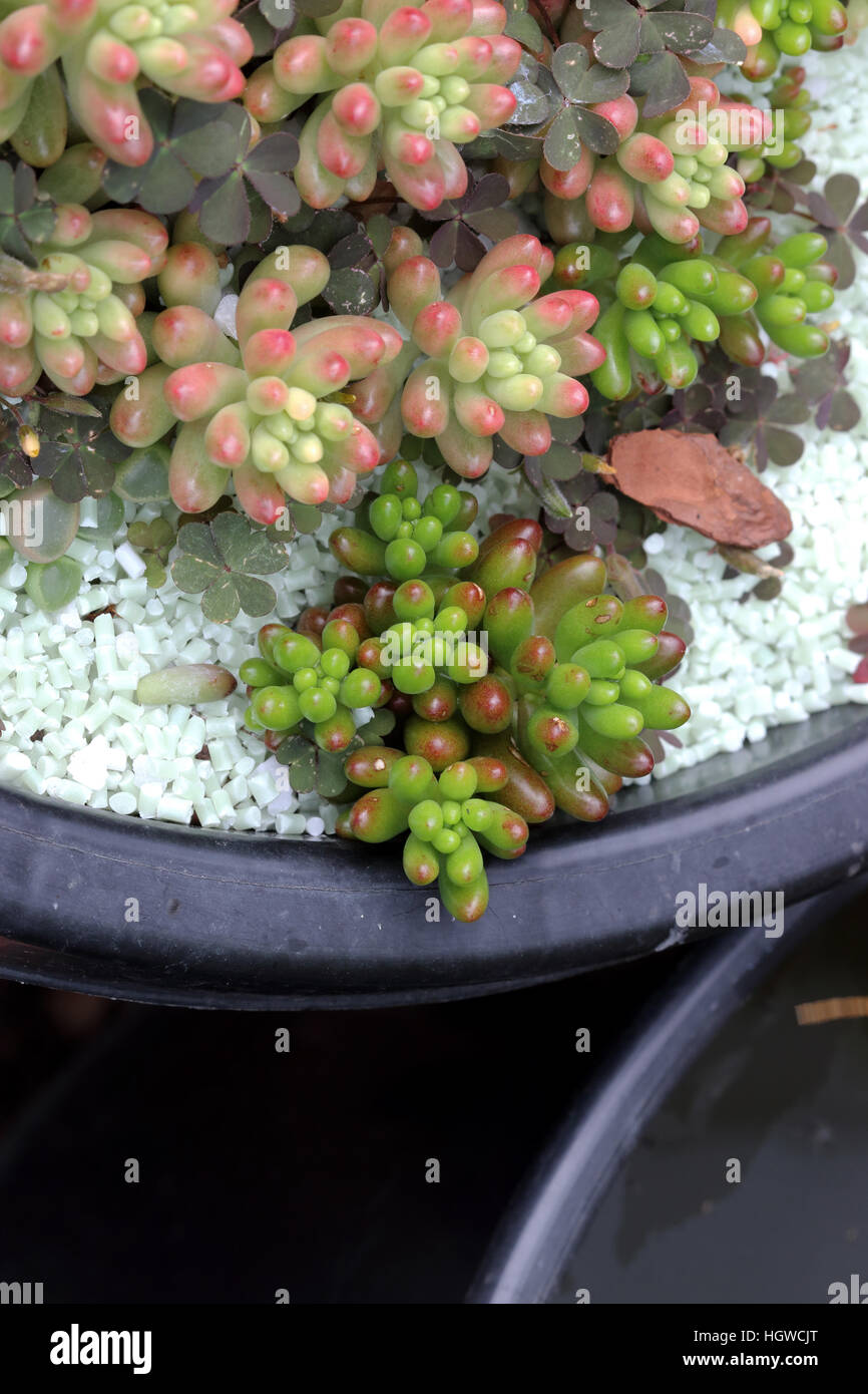 Close up of Sedum rubrotinctum or Sedum × rubrotinctum or also known as the jelly bean plant Stock Photo