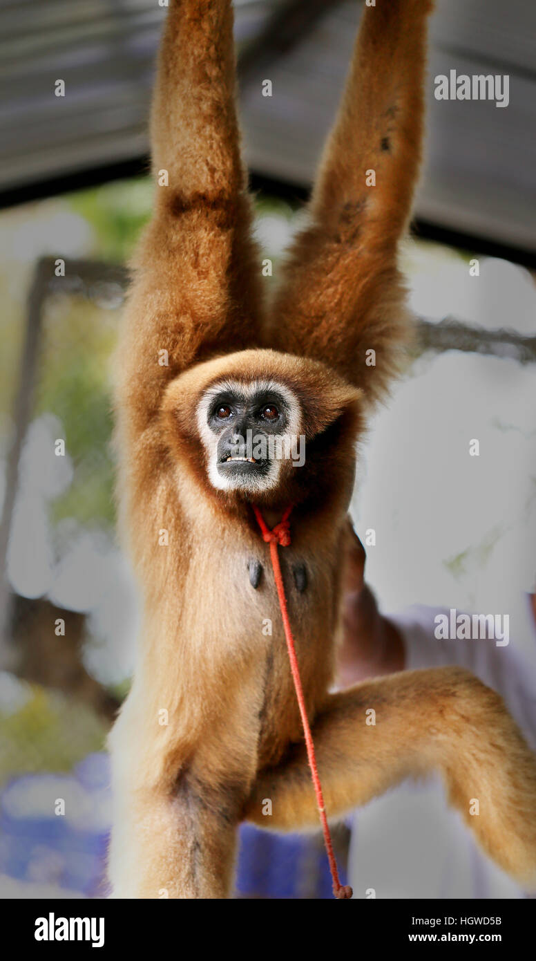 Photos bright background funny furry monkey in zoo Stock Photo
