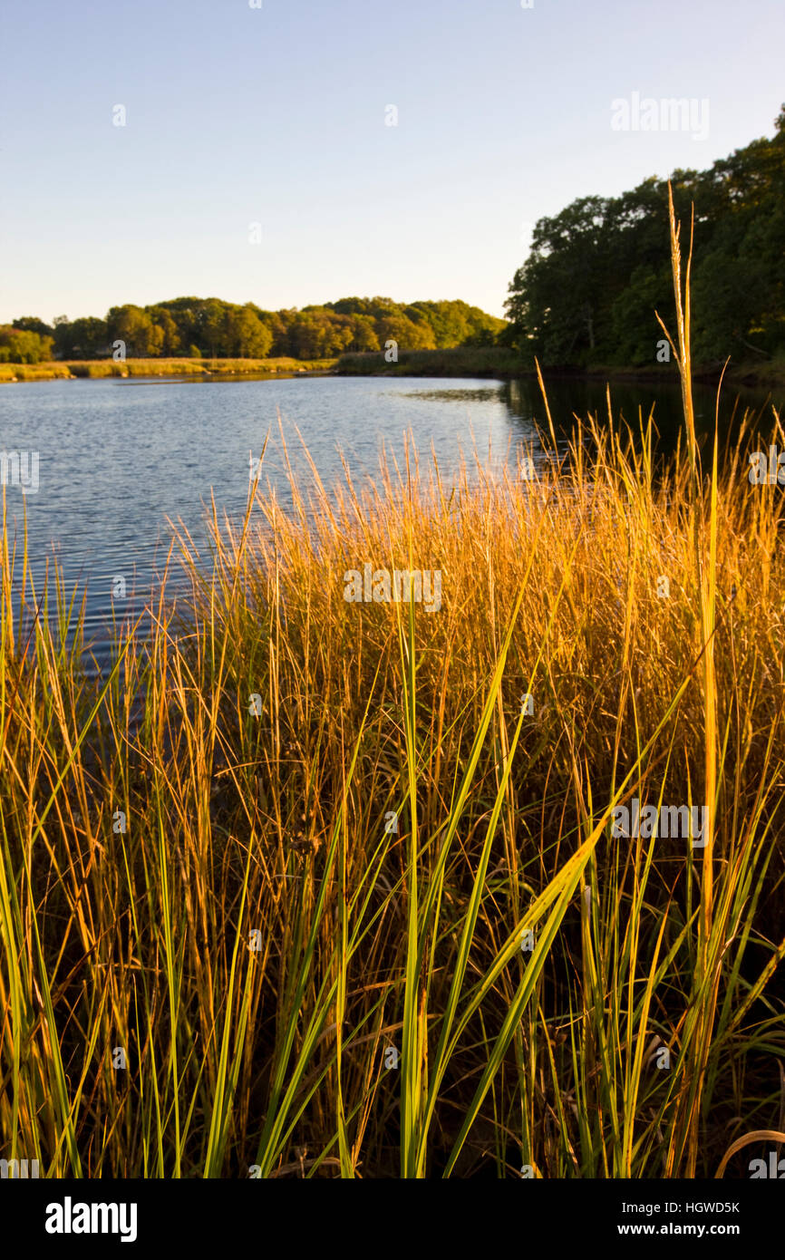 The wetlands on the lower, tidal portion of the Taunton River in