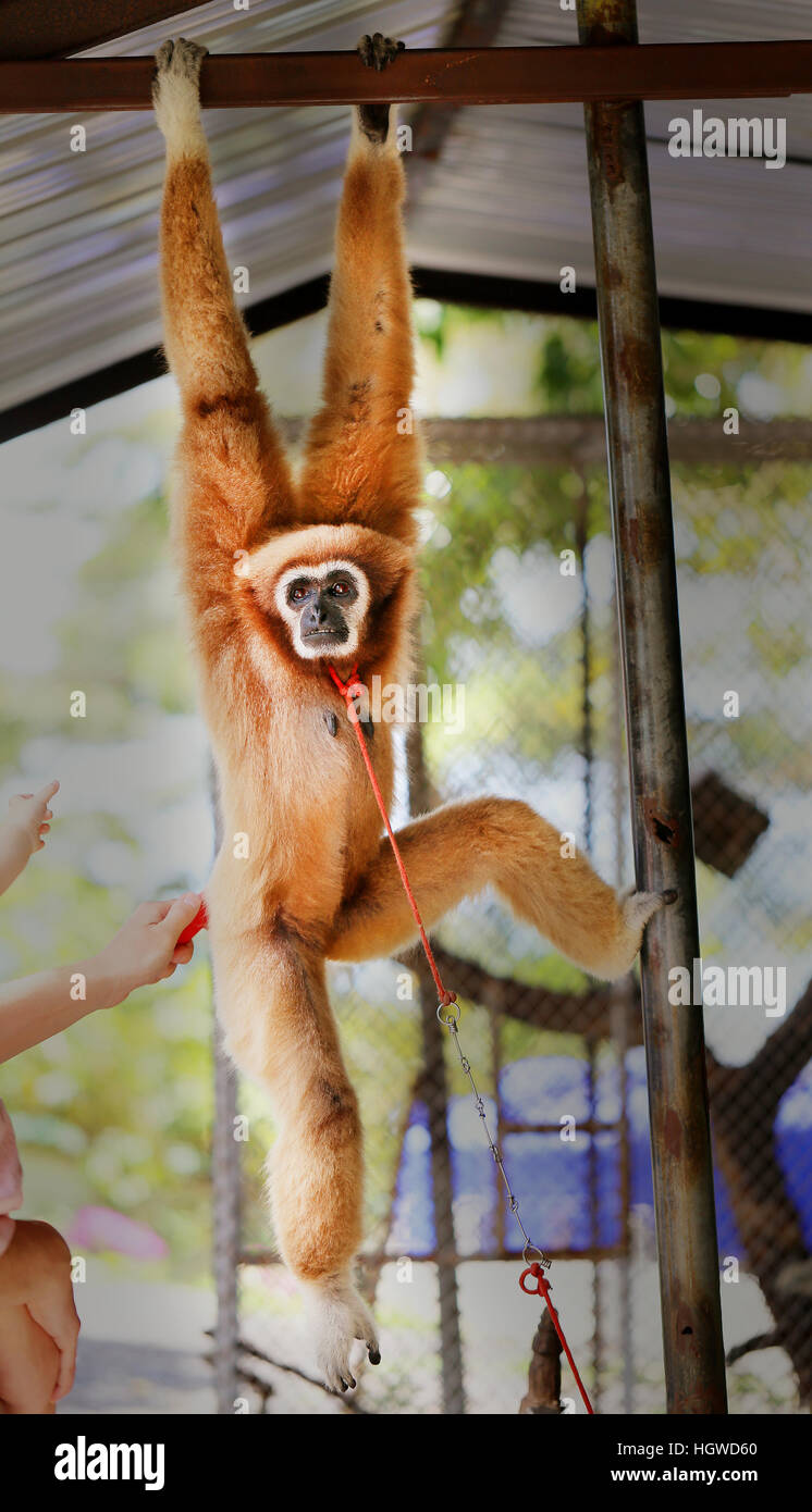 Photos bright background funny furry monkey in zoo Stock Photo