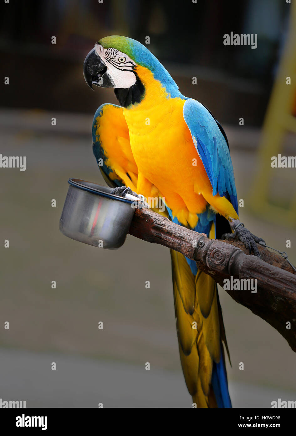 Fun photo with big beautiful macaw parrot Stock Photo
