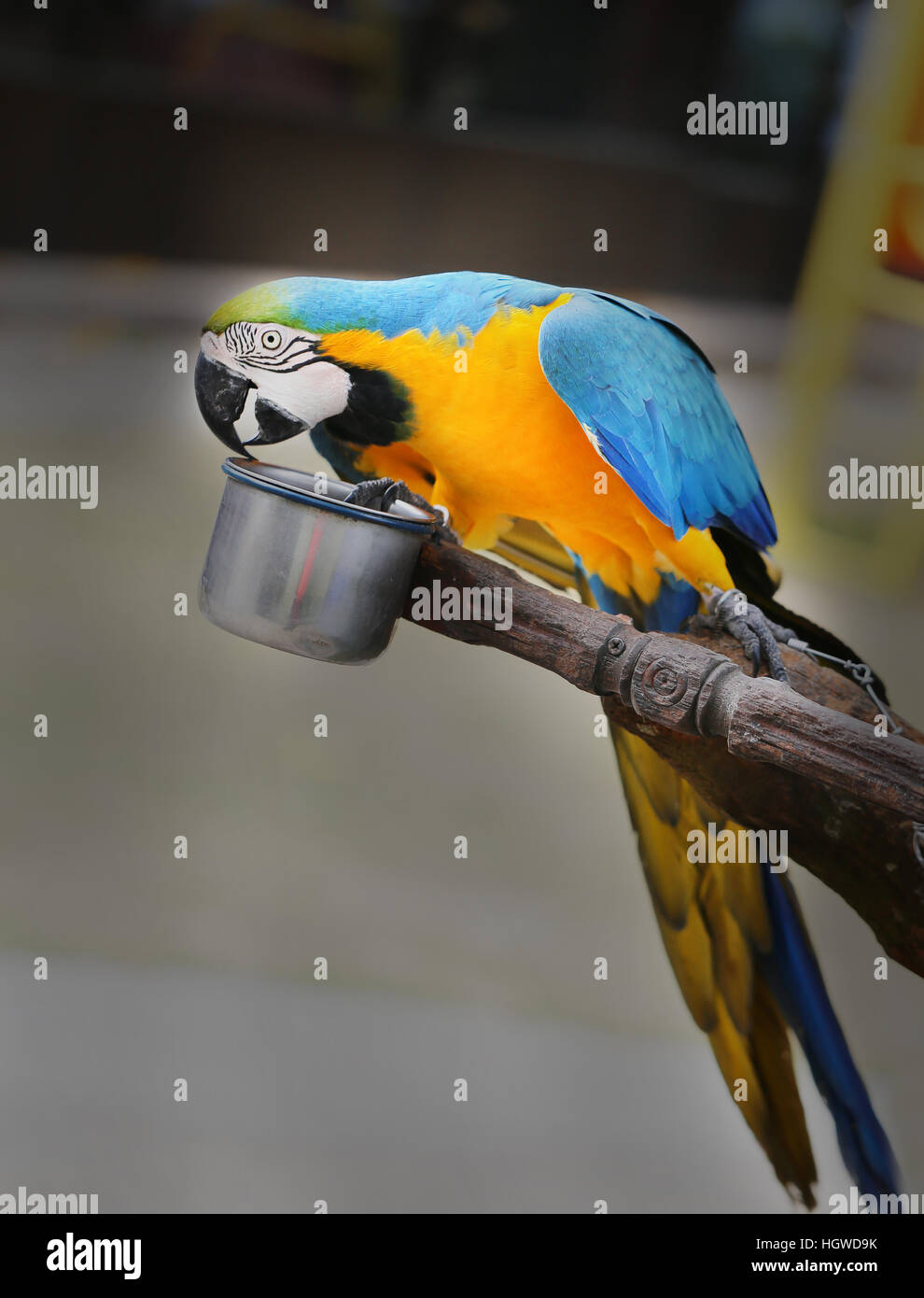 Fun photo with big beautiful macaw parrot Stock Photo