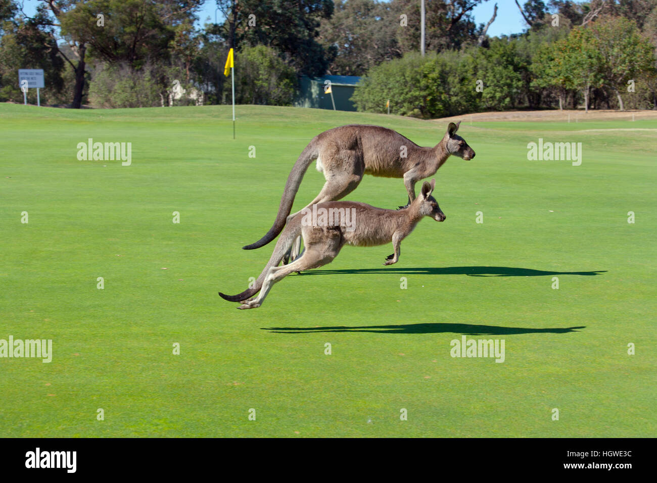 Jumping Red kangaroo Macropus rufus on a Melbourne Australia golf