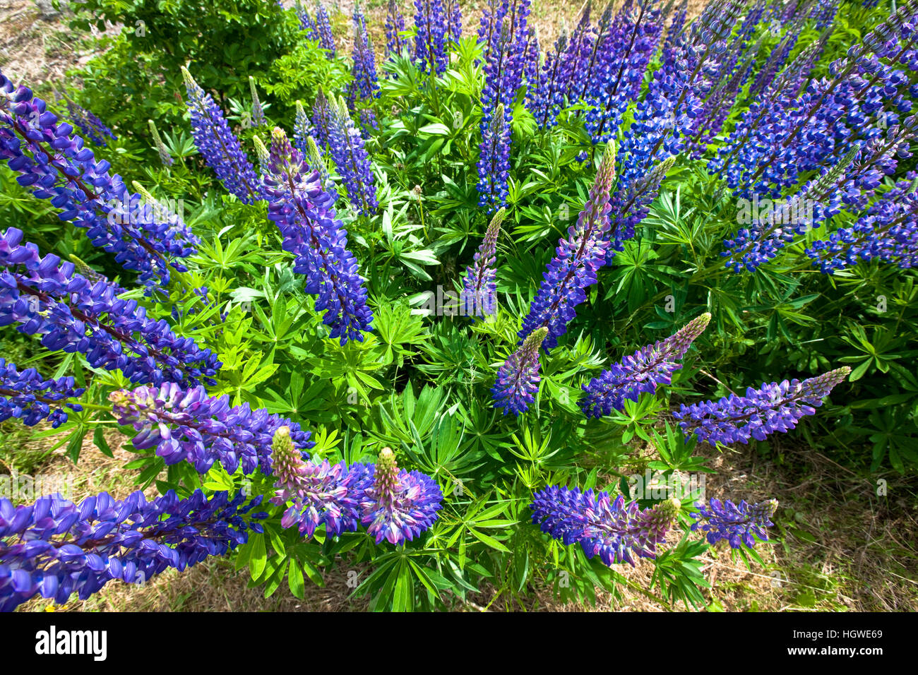 Lupines bloom in Lubec, Maine Stock Photo Alamy