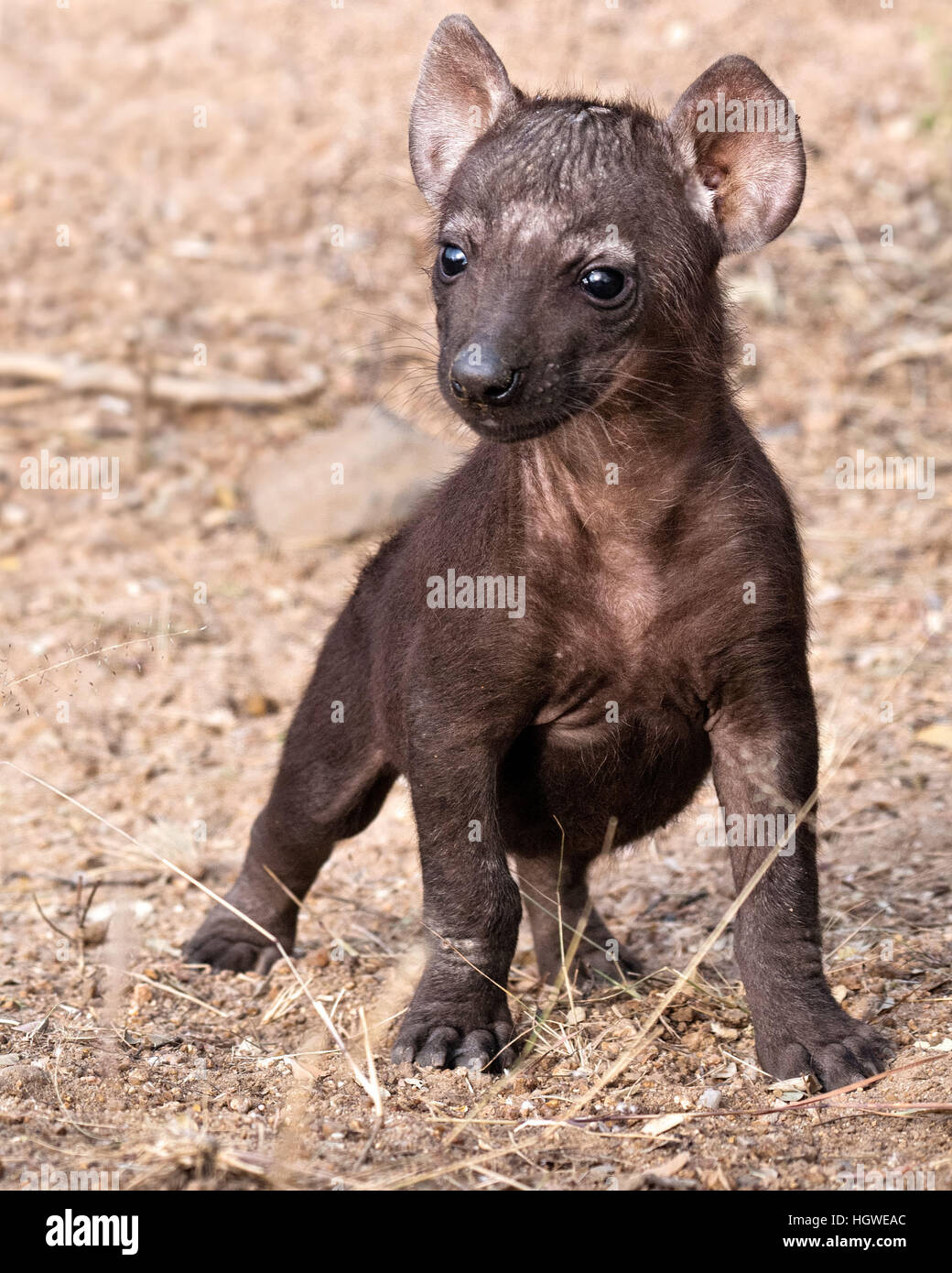Hyena baby hi-res stock photography and images - Alamy