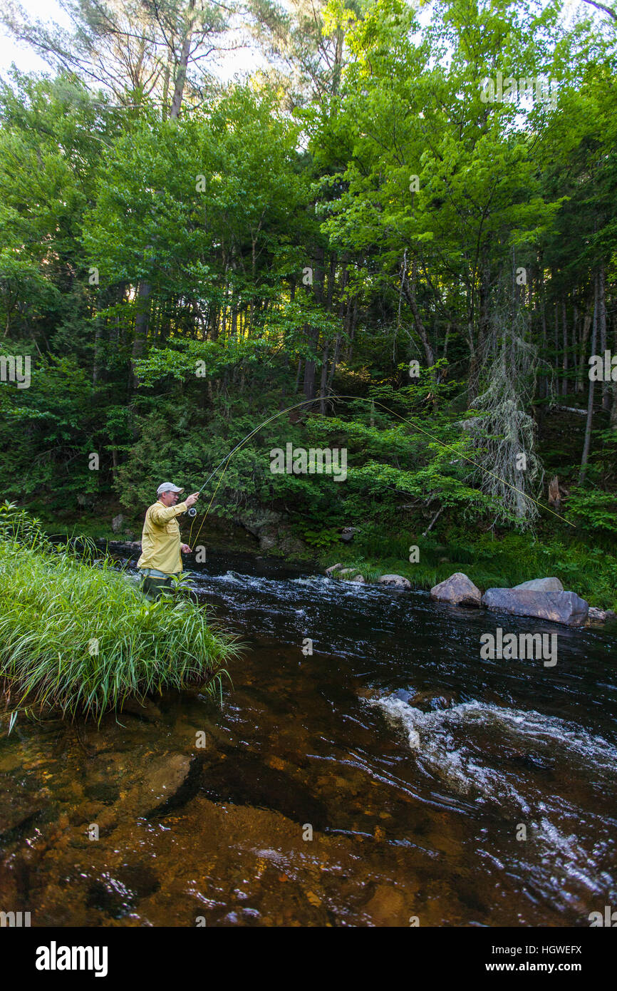 A man flyfishing for brook trout in Cold Stream in Maine's Northern