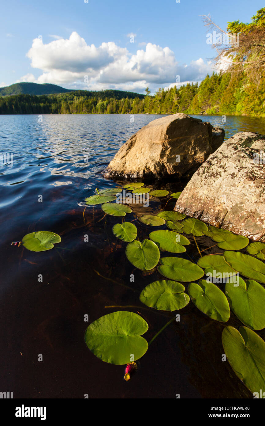 Water lilies in Lang Pond in Maine's Northern Forest. Cold Stream