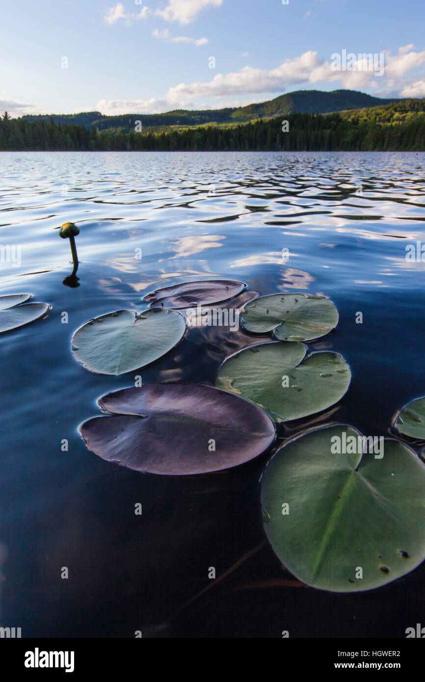 Water lilies in Lang Pond in Maine's Northern Forest. Cold Stream