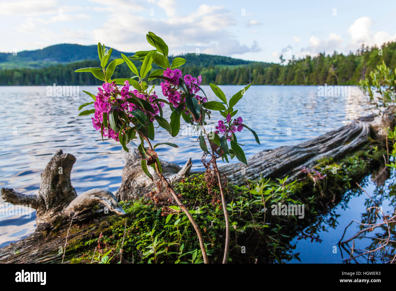 Sheep laurel, Kalmia angustifolia, on the shoreline of Lang Pond in