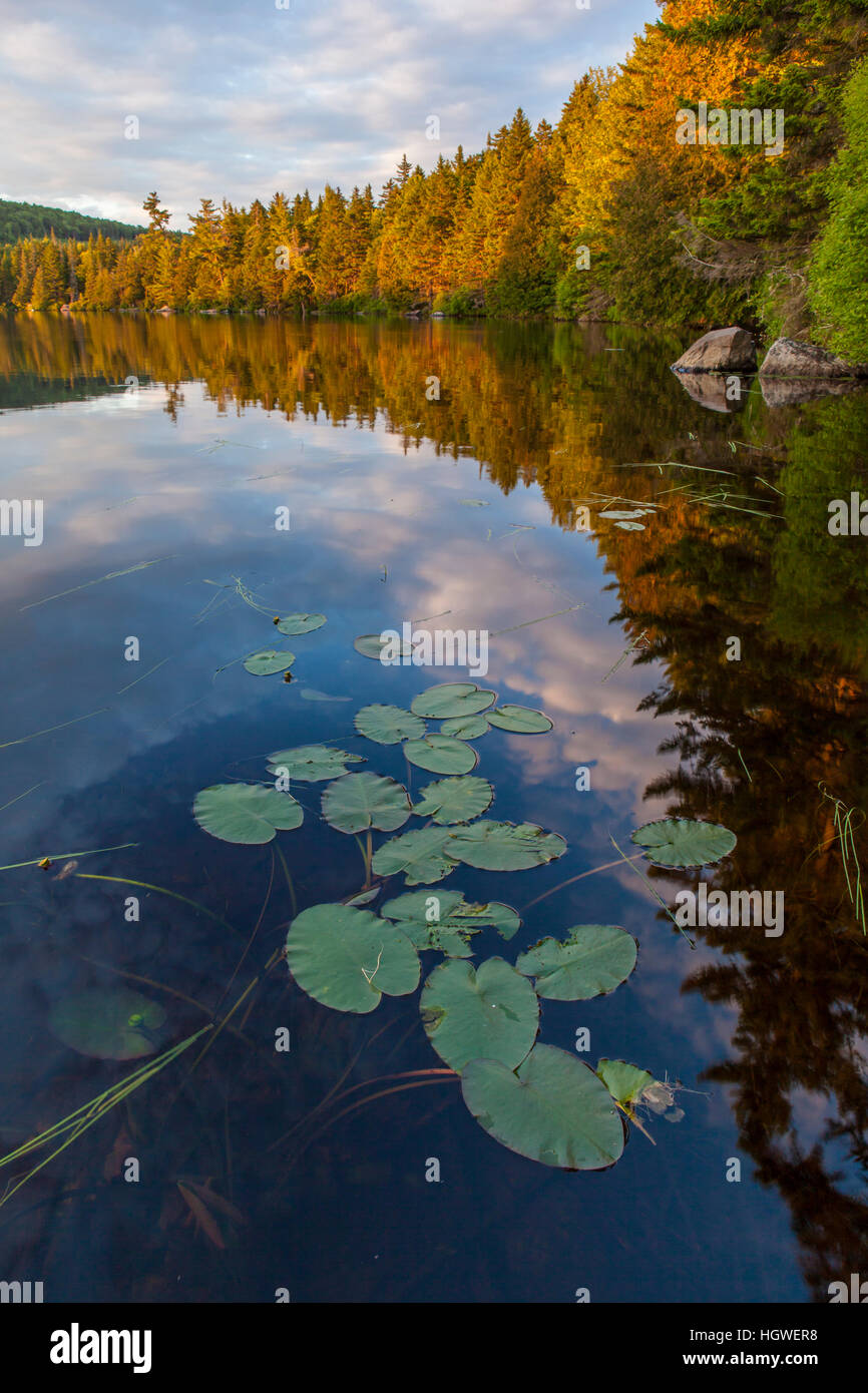 Water lilies and cloud reflections on Lang Pond in Maine's Northern