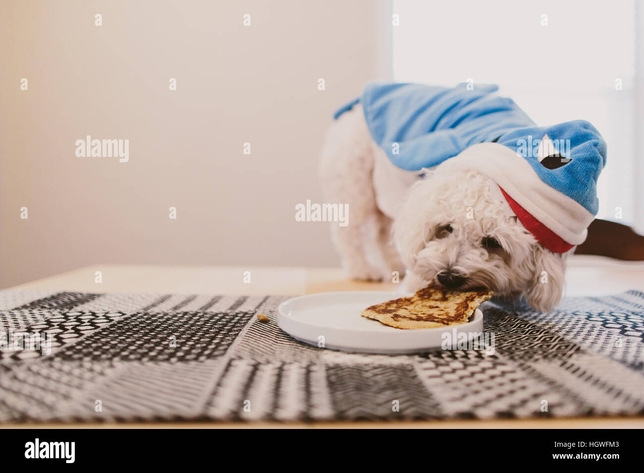 dog eating pancake Stock Photo Alamy